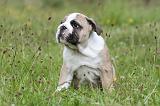 BULLDOG ANGLAIS 005